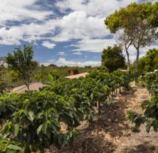 Kaffeeanbau unter Schattenbäumen – ökologisch und wirtschaftlich sinnvoll