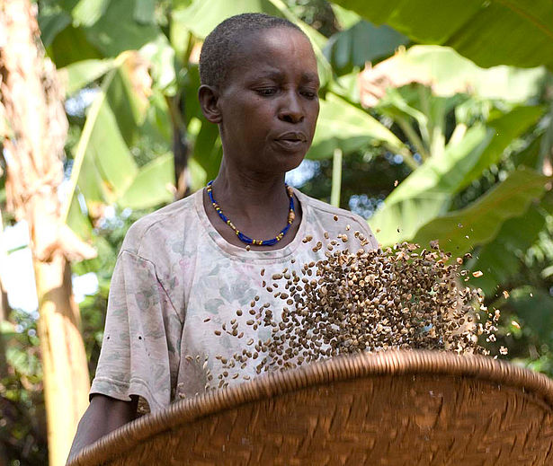 Von unserer Partner-Kooperative KCU aus Tansania stammt der hchste Anteil an Rohkaffee in der Mischung Espresso Cargado. Mit KCU kooperiert die GEPA schon seit 1993. Foto: GEPA - The Fair Trade Company/C. Nusch